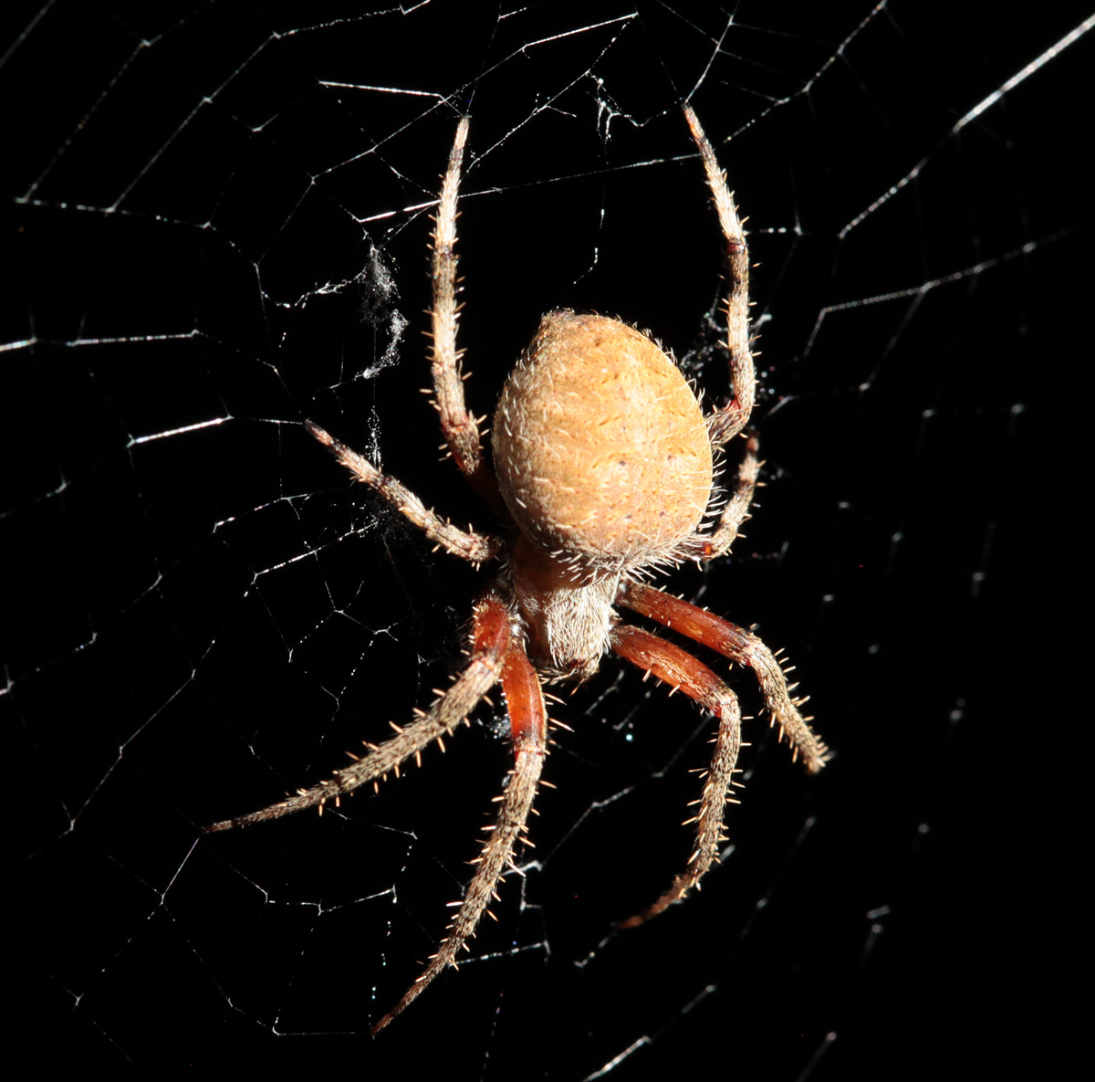 Don't get trapped by the web